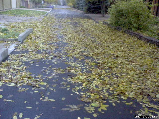 Улица в листьях